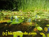 /home//u458753944/public_html/sourcegallery///Frogs/Bullfrogs 2016-08 Ontario/P8081386.JPG